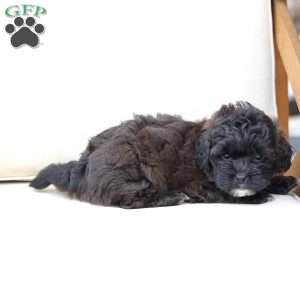 Winston, Shih-Poo Puppy