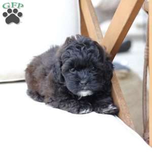 Winston, Shih-Poo Puppy