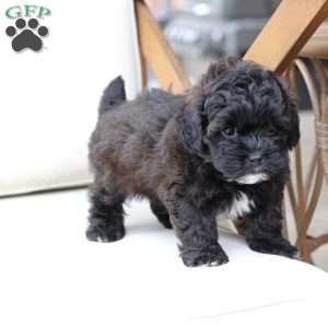 Winston, Shih-Poo Puppy