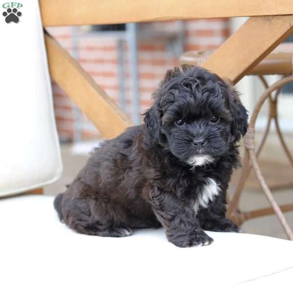 Winston, Shih-Poo Puppy