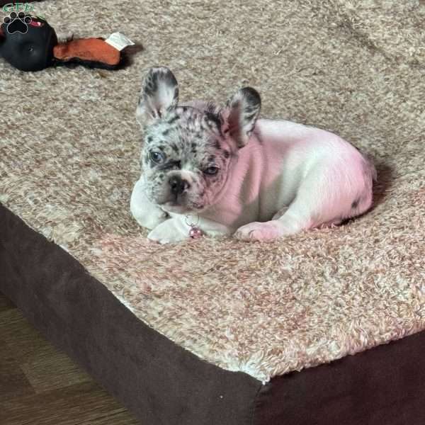 Luna, French Bulldog Puppy