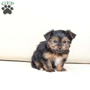 Bella, Yorkie Puppy