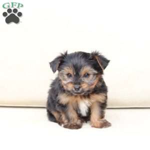 Bella, Yorkie Puppy