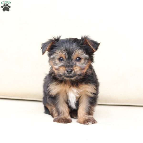 Bella, Yorkie Puppy