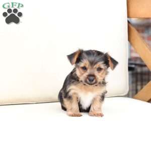 Chloe, Yorkie Puppy