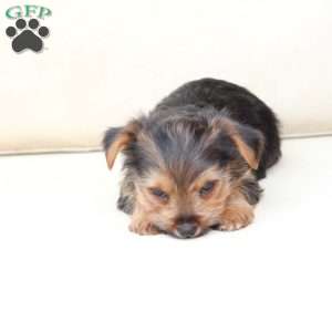 Chloe, Yorkie Puppy