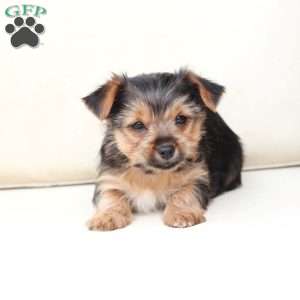 Chloe, Yorkie Puppy