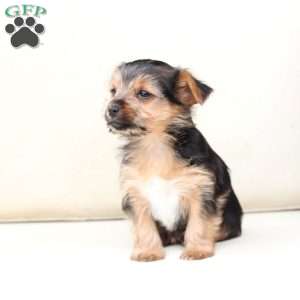 Chloe, Yorkie Puppy