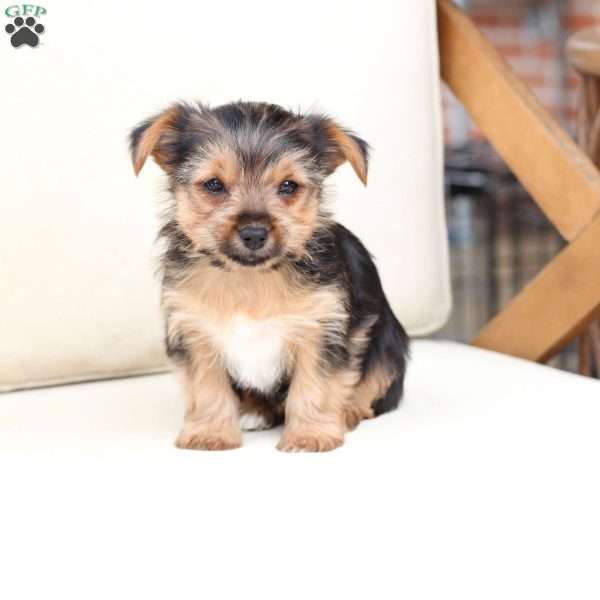 Chloe, Yorkie Puppy