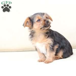 Chloe, Yorkie Puppy