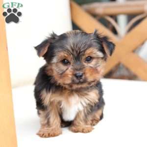 Bentley, Yorkie Puppy