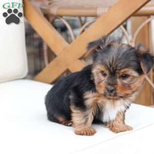 Bentley, Yorkie Puppy