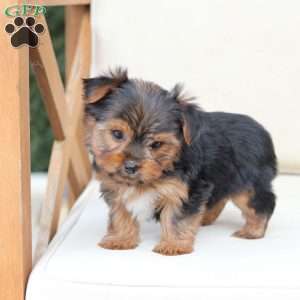 Bentley, Yorkie Puppy