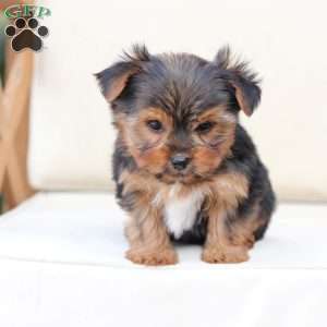 Bentley, Yorkie Puppy