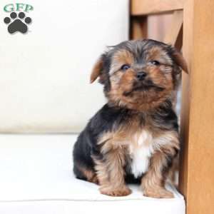 Bentley, Yorkie Puppy