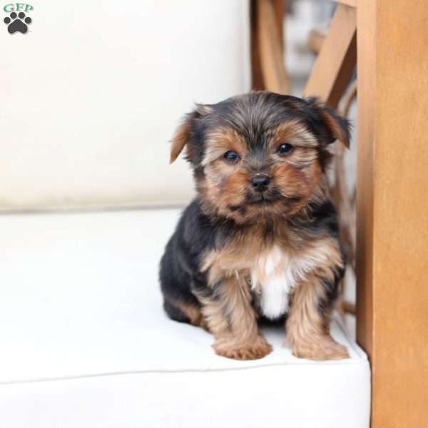 Bentley, Yorkie Puppy