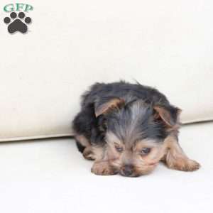 Bentley, Yorkie Puppy