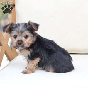 Jasper, Yorkie Puppy