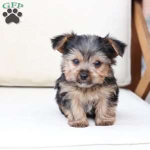 Jasper, Yorkie Puppy