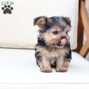 Jasper, Yorkie Puppy