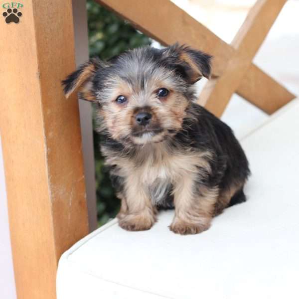 Jasper, Yorkie Puppy