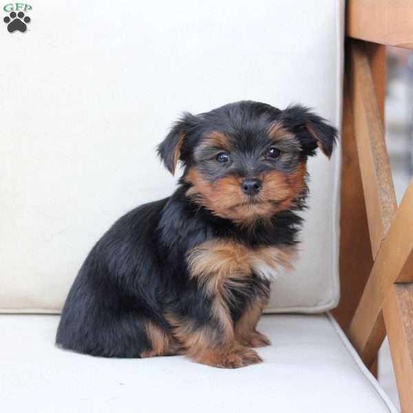 Finn, Yorkie Puppy