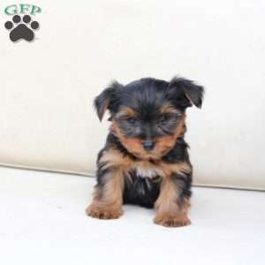 Finn, Yorkie Puppy