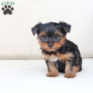 Finn, Yorkie Puppy