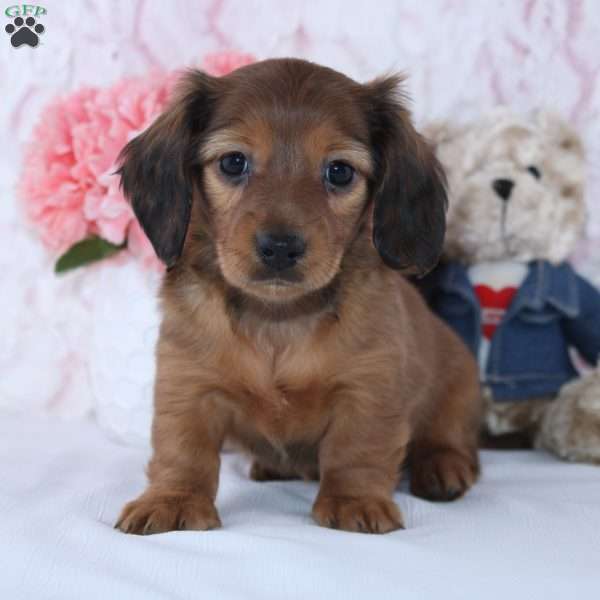 Lacey, Dachshund Puppy