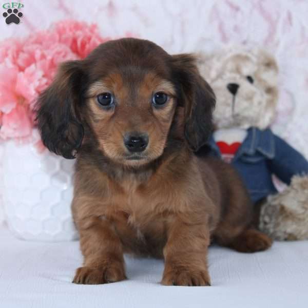 Lara, Dachshund Puppy