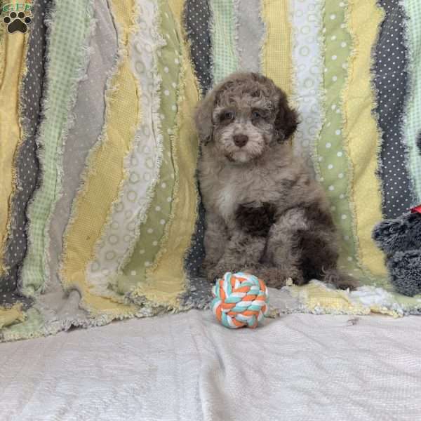 jimmy, Labradoodle Puppy