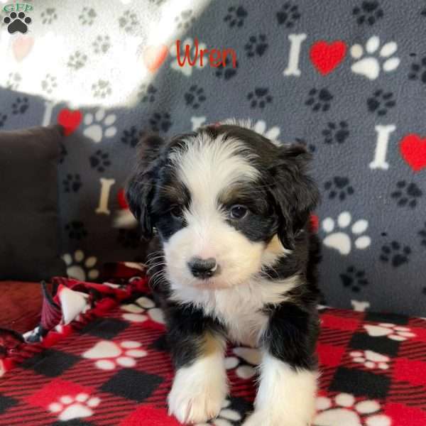 Wren, Mini Bernedoodle Puppy