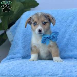 Brody, Pembroke Welsh Corgi Puppy