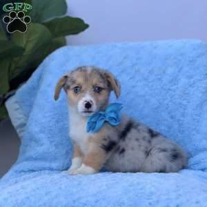 Brody, Pembroke Welsh Corgi Puppy