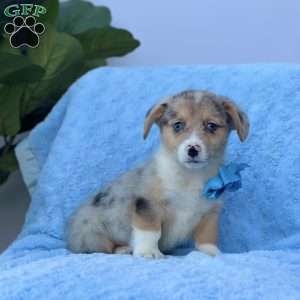 Brody, Pembroke Welsh Corgi Puppy