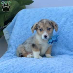 Brody, Pembroke Welsh Corgi Puppy