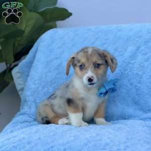 Brody, Pembroke Welsh Corgi Puppy