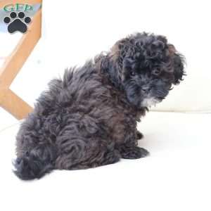 Winston, Shih-Poo Puppy