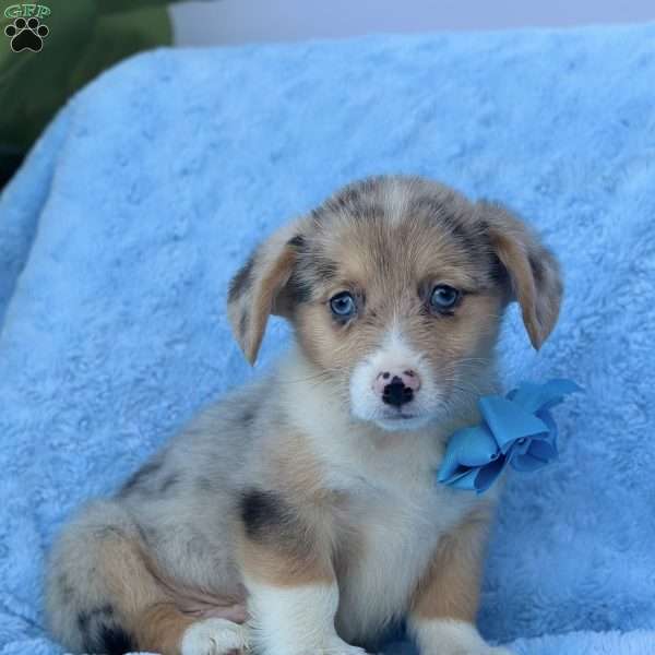 Brody, Pembroke Welsh Corgi Puppy