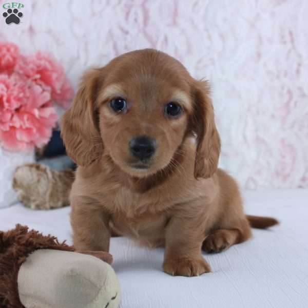 Lila, Dachshund Puppy