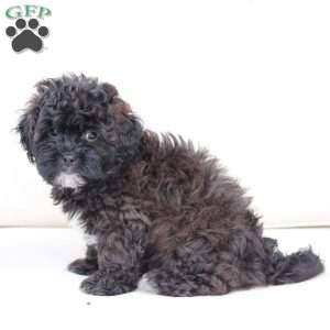 Winston, Shih-Poo Puppy