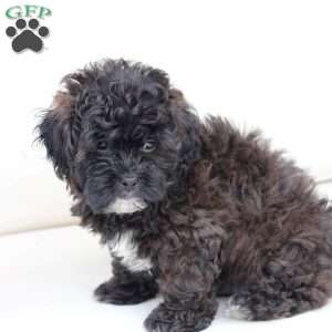 Winston, Shih-Poo Puppy