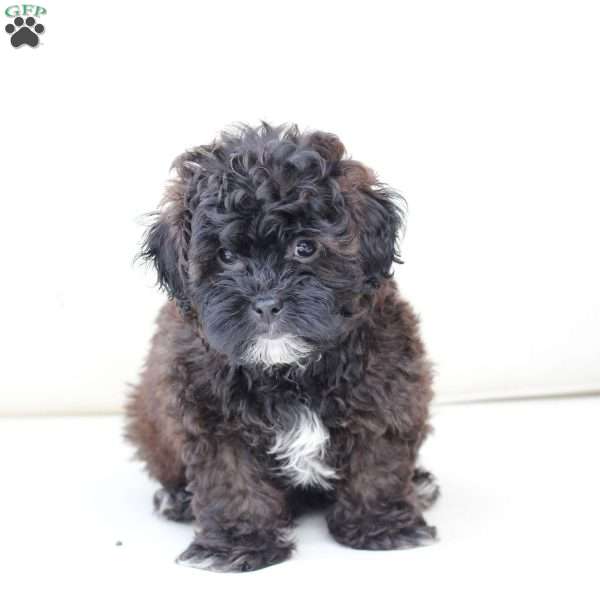 Winston, Shih-Poo Puppy