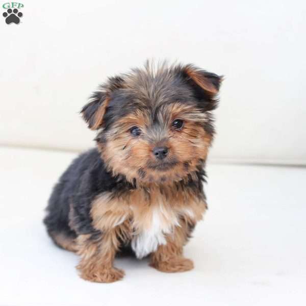 Bentley, Yorkie Puppy