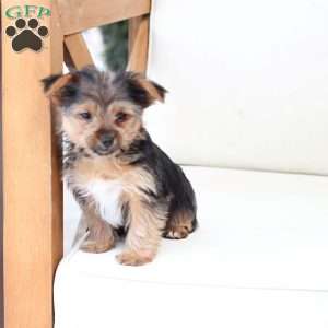 Chloe, Yorkie Puppy