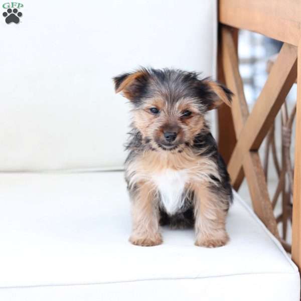 Chloe, Yorkie Puppy