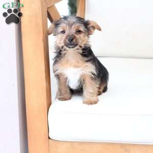 Chloe, Yorkie Puppy