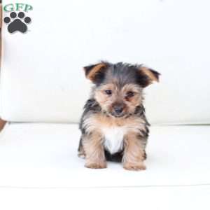 Chloe, Yorkie Puppy