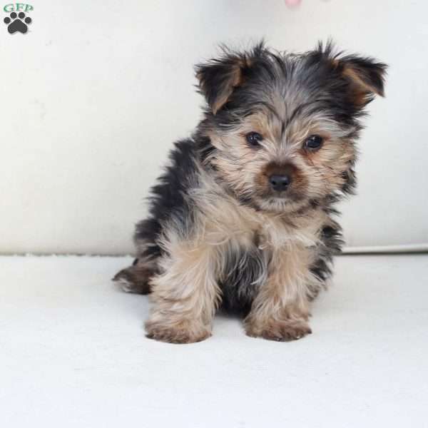 Jasper, Yorkie Puppy