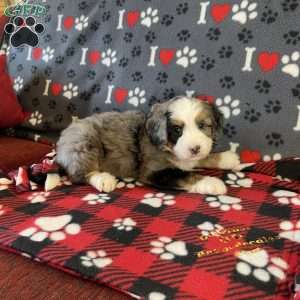 Violet, Mini Bernedoodle Puppy